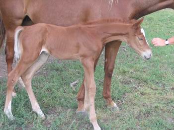 Progeny of Watch My Duco